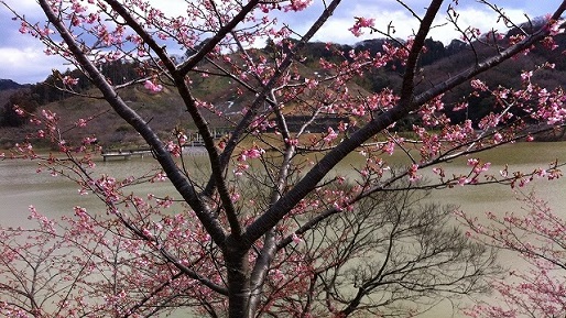 佐久間ダムの頼朝桜