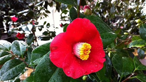 伊豆大島周回コース