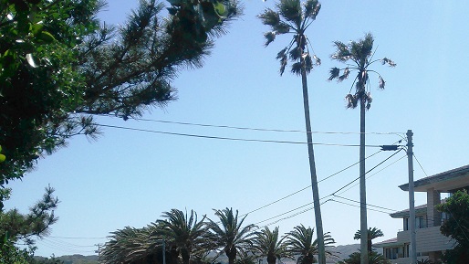 南房総一周サイクリング