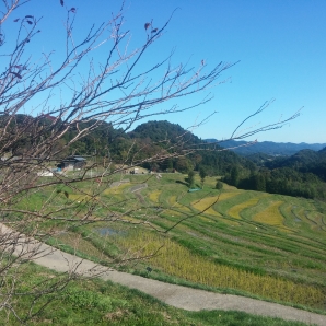大山千枚田