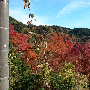 晩秋、一部は紅葉から枯葉へ