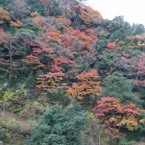 見ごろを迎えた紅葉