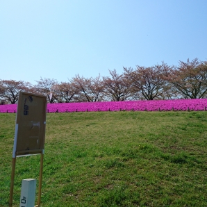 荒川河川敷の芝桜
