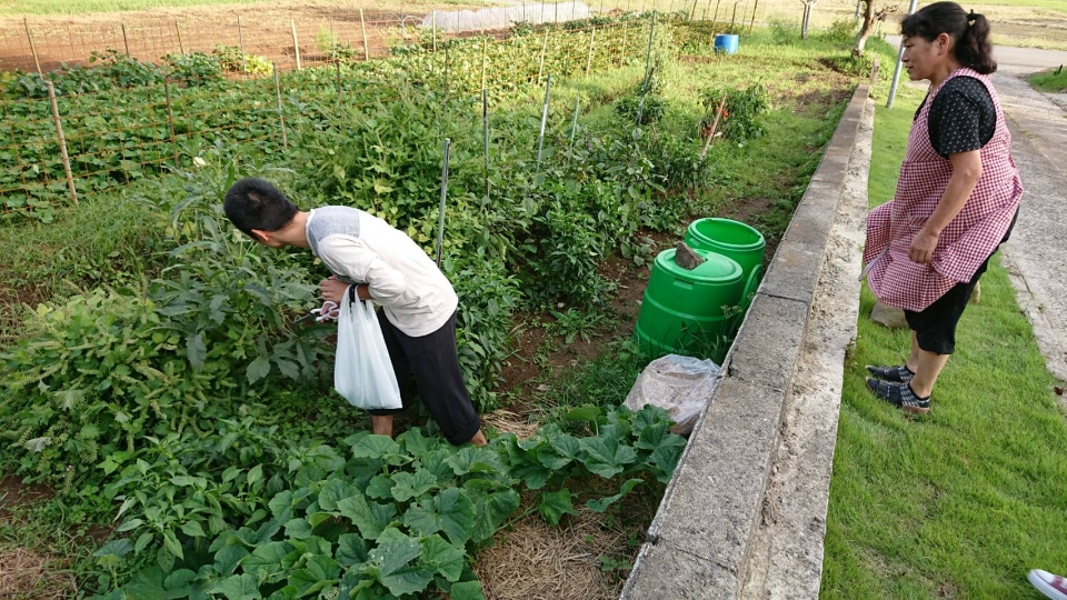 畑の野菜も頂きました