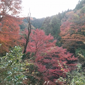 もみじ谷の紅葉は早かった