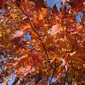 紅葉