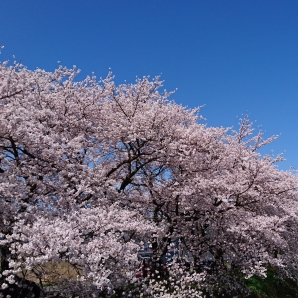 2019安曇野センチュリーライド桜