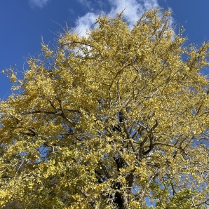 2021SRC紅葉サイクリング008