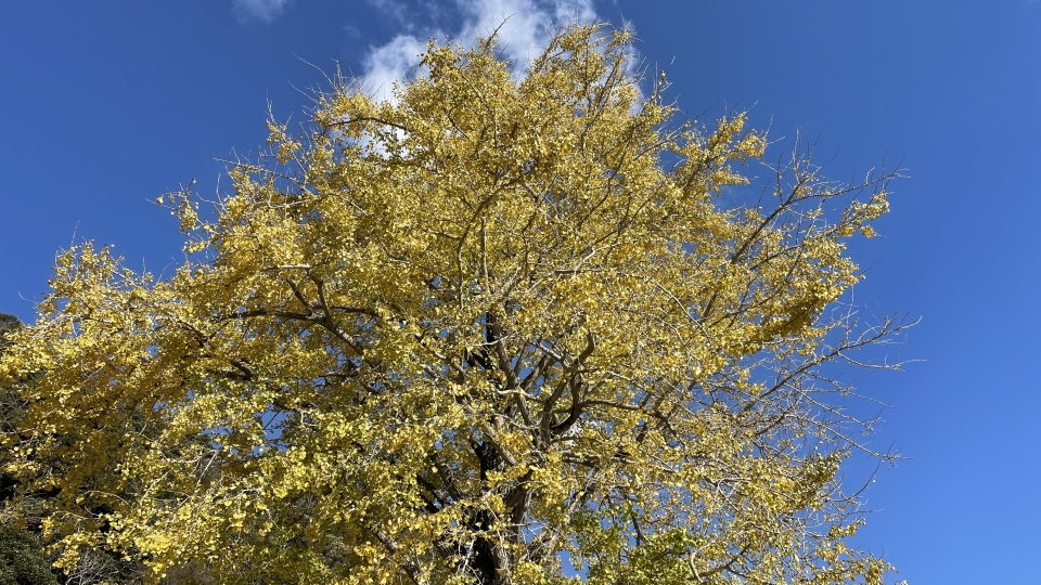 2021SRC紅葉サイクリング008