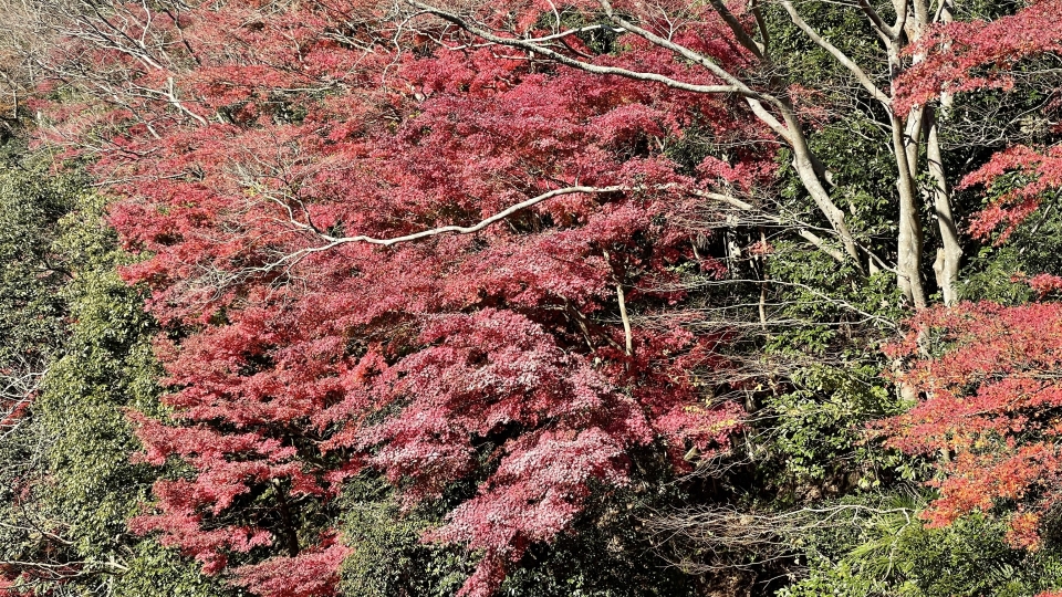 2021SRC紅葉サイクリング014