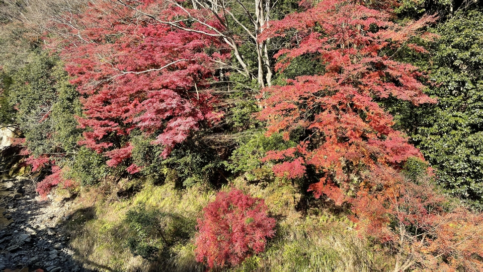 2021SRC紅葉サイクリング005