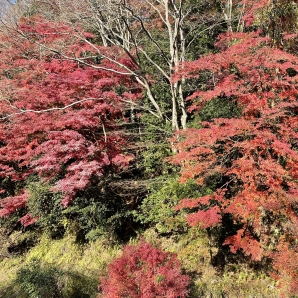 2021SRC紅葉サイクリング013