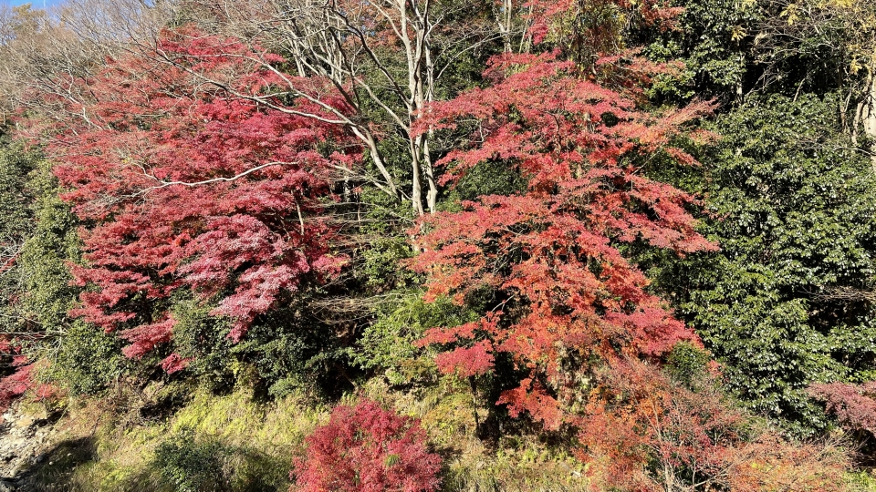 2021SRC紅葉サイクリング013