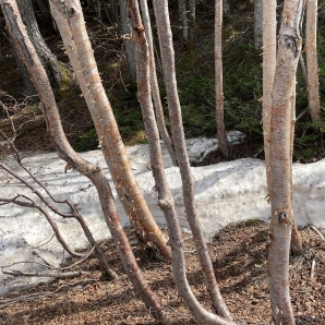 2022fujisubarulineshiso012