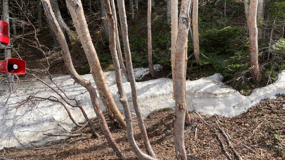 2022fujisubarulineshiso012