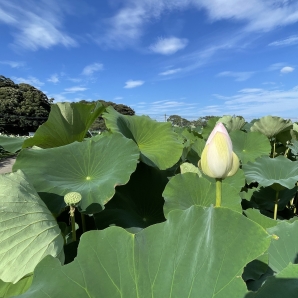 2022kasumigauracr013