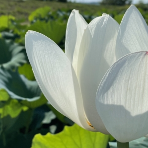 2022kasumigauracr014