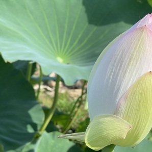 2022kasumigauracr015