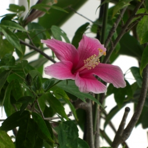 ハイビスカス