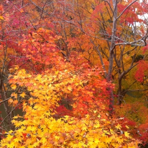 折木沢の紅葉