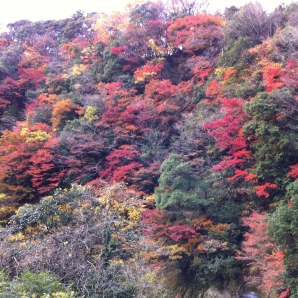 折木沢の紅葉