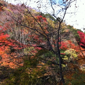 折木沢の紅葉