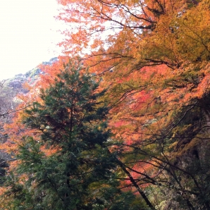 折木沢の紅葉