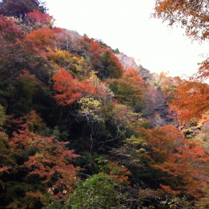 折木沢の紅葉