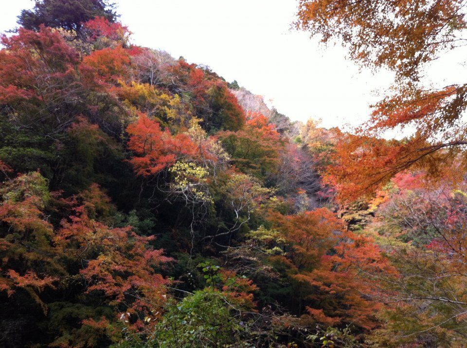 折木沢の紅葉