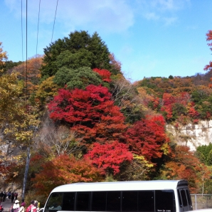 今年一番の見頃