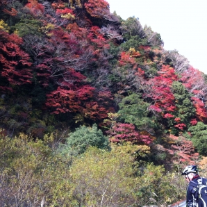 綺麗な紅葉に大満足