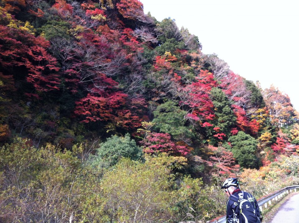 綺麗な紅葉に大満足
