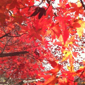 紅葉