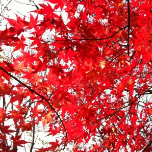紅葉