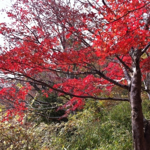 紅葉