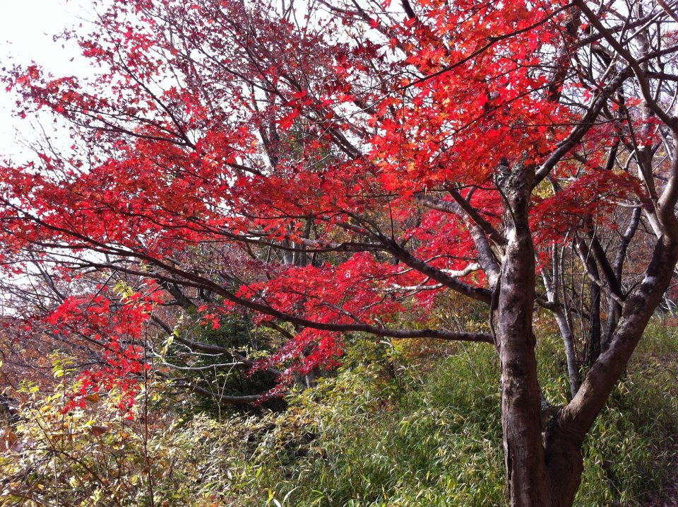 紅葉