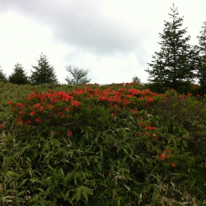 >今年のレンゲツツジ