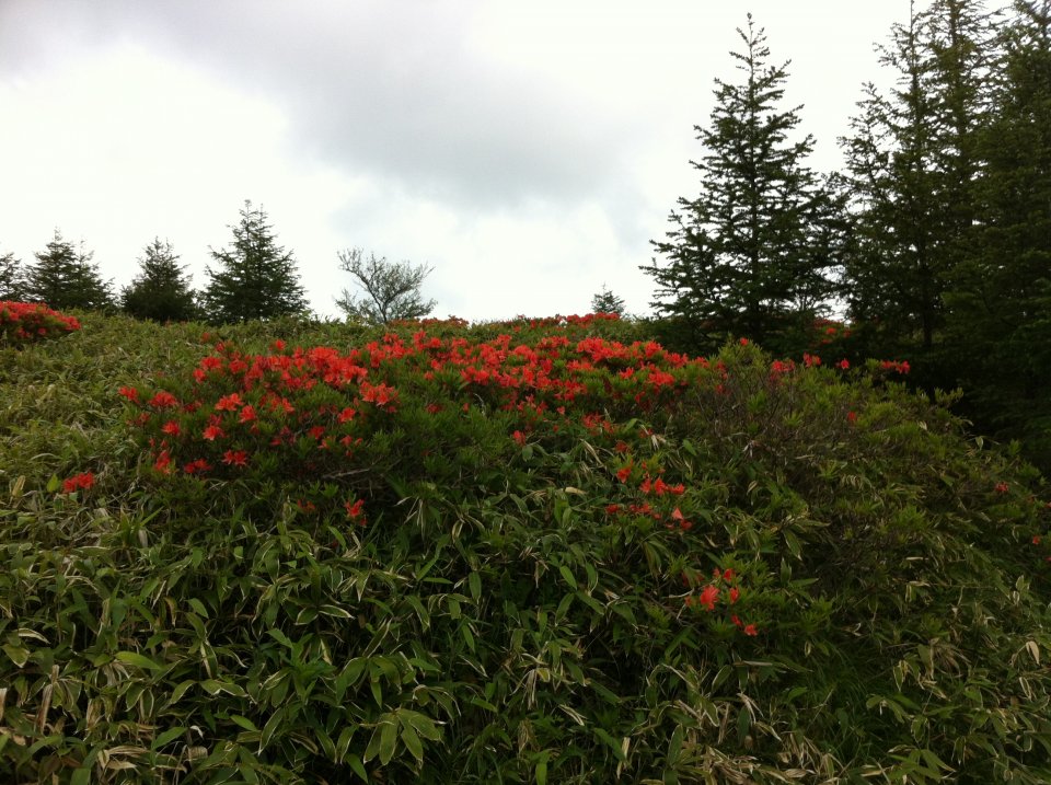 >今年のレンゲツツジ