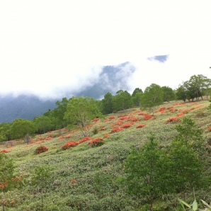 まだ早いようです