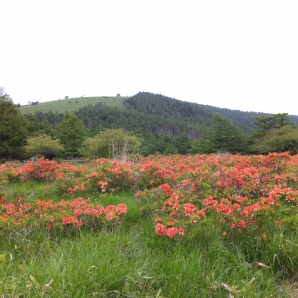 レンゲつつじともお別れです