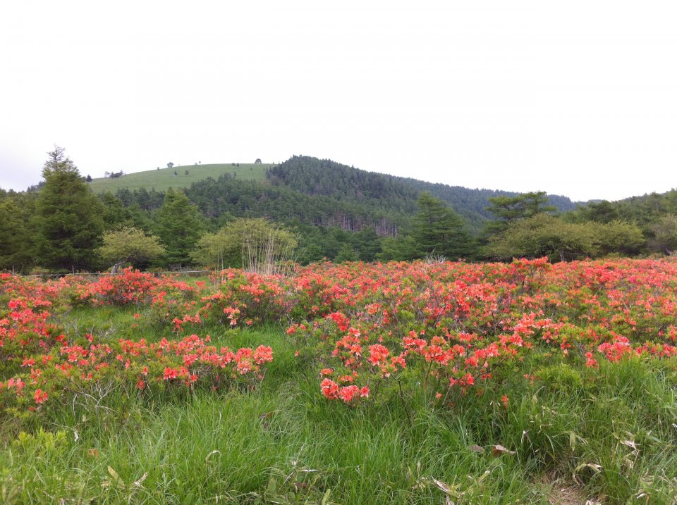 レンゲつつじともお別れです