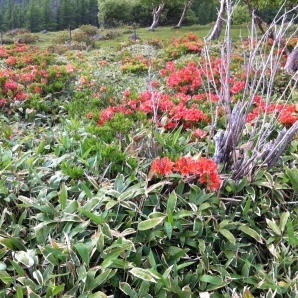 見頃のレンゲツツジ