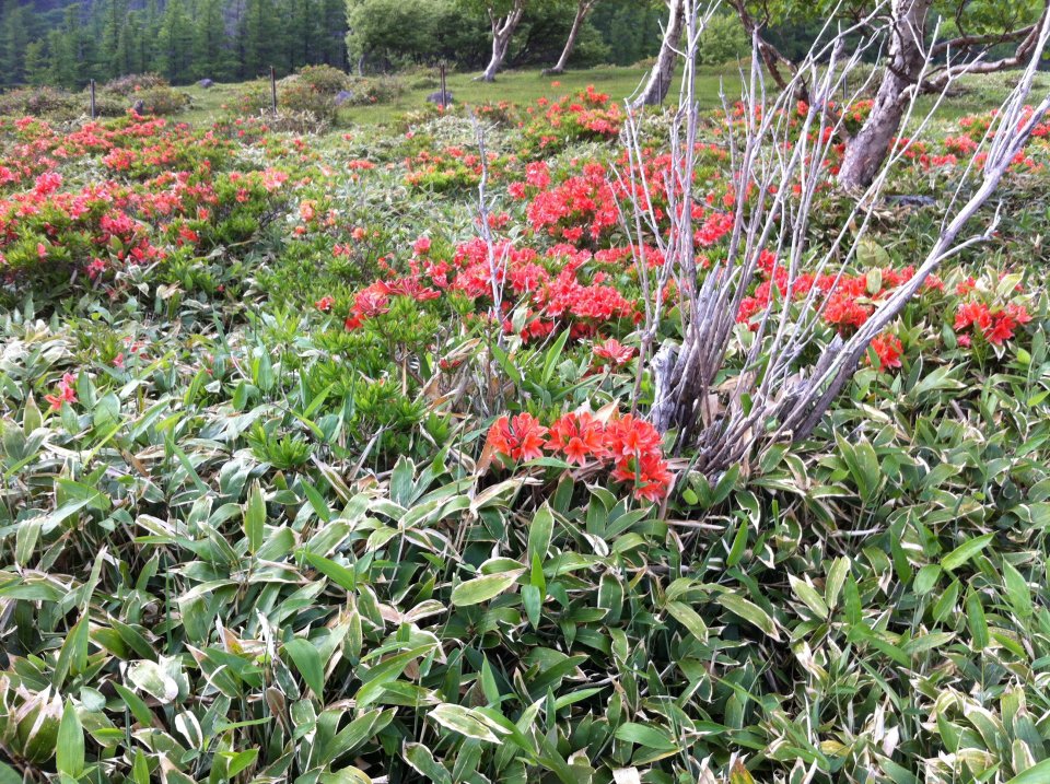 見頃のレンゲツツジ