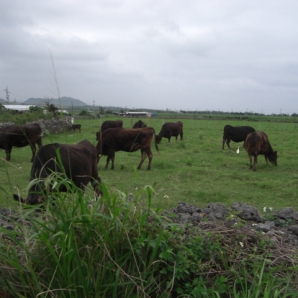 今晩の夕飯にいただきます