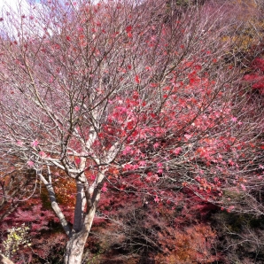 志駒紅葉