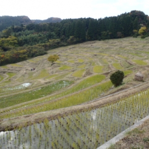 大山千枚田