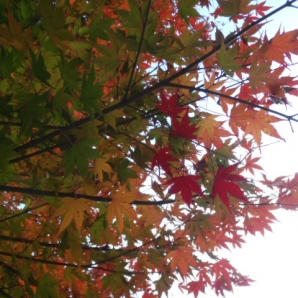 まだ少し早いか？