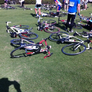 今日は芝生が気持ちいいです