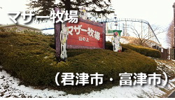 マザー牧場 マザー牧場